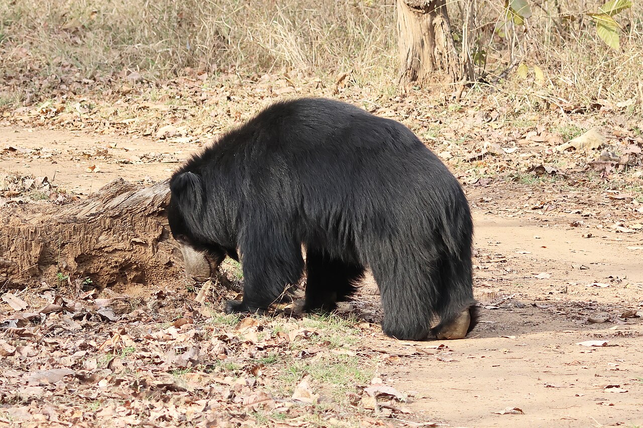 Sloth bear on the Daulatganj safari circuit