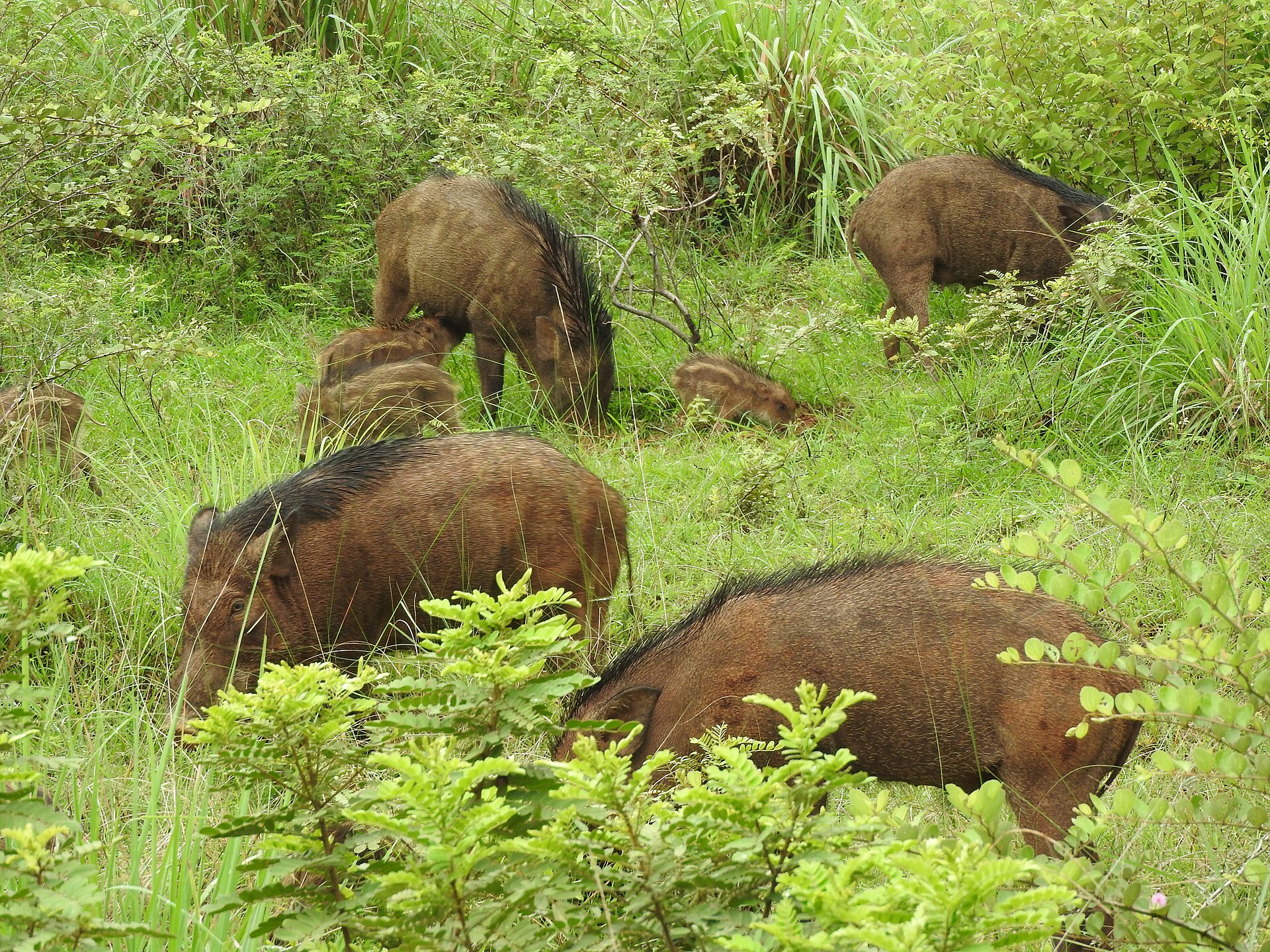 Wild Boar