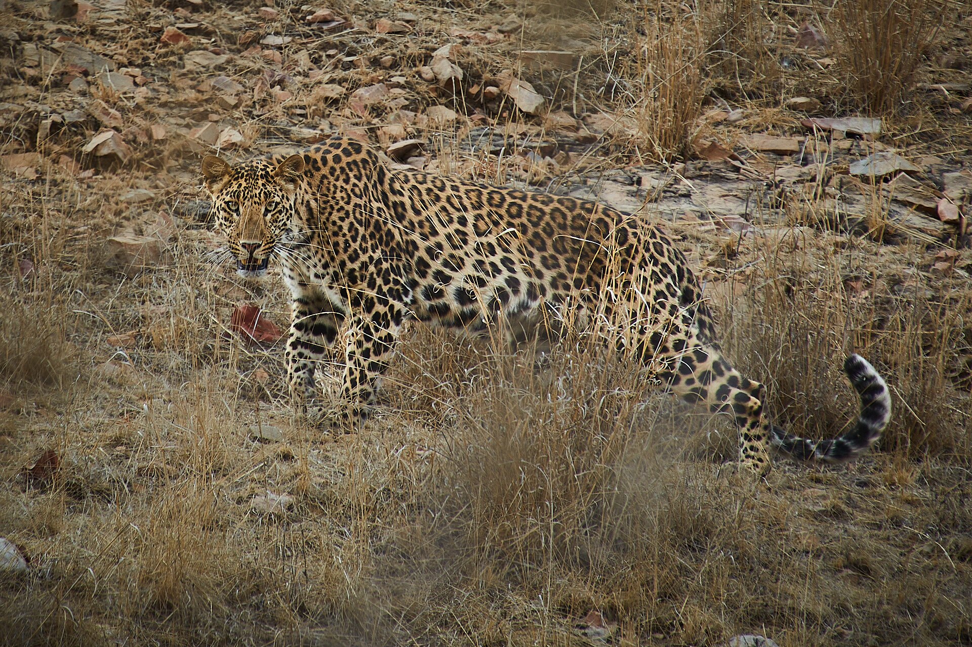Indian leopard of the Daulatganj–Borabas forest
