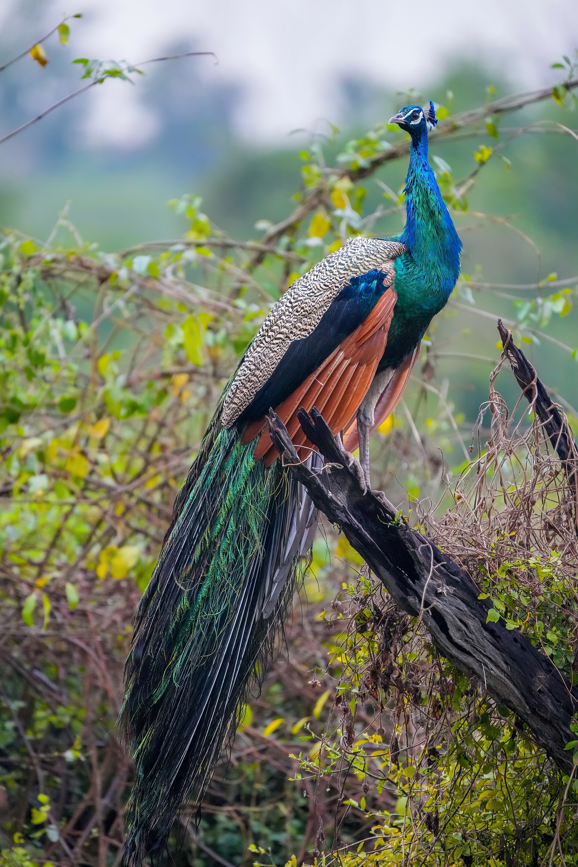 Indian peafowl of the Daulatganj woodland